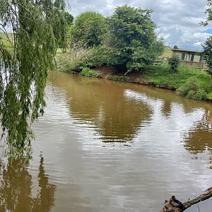 Greater Flamingo and Waterfowl Exhibit (Phoenicopterus roseus)