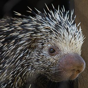 Animal Ambassador Prehensile -tailed Porcupine
