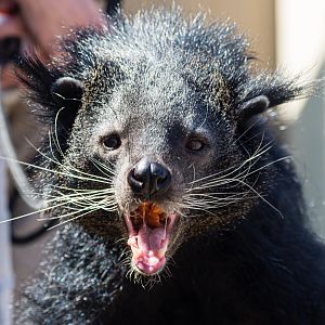 Animal Ambassador Binturong