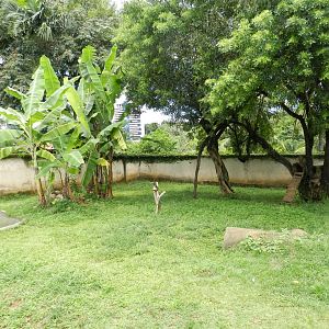 Crab-eating racoon exhibit - Salvador zoo (PZGV)