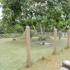 Maned wolf exhibit - Salvador zoo (PZGV)