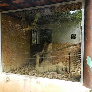 Example of indoor small cat exhibit - Salvador zoo (PZGV)