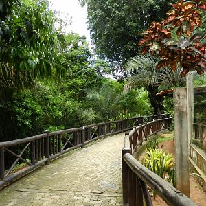Pathway of the small carnivore area - Salvador zoo (PZGV)