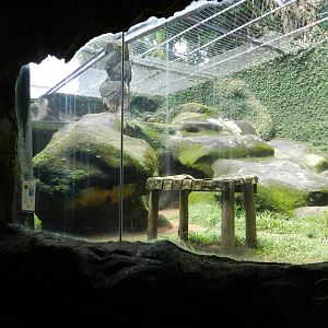 Jaguar exhibit - Salvador zoo (PZGV)