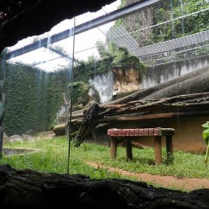 Jaguar exhibit - Salvador zoo (PZGV)