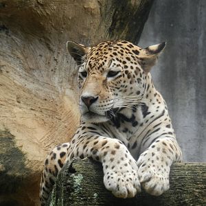 Jaguar - Salvador zoo (PZGV)
