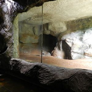 Jaguar - Salvador zoo (PZGV)