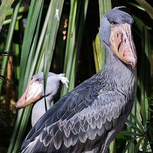 Shoebills (Balaeniceps rex)