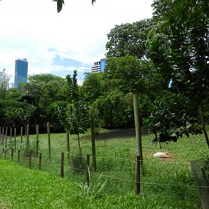 Ostrich and rhea exhibit - Salvador zoo (PZGV)