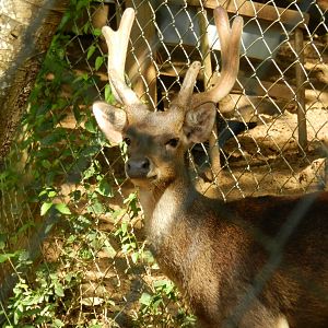 Sambar deer - Salvador zoo (PZGV)