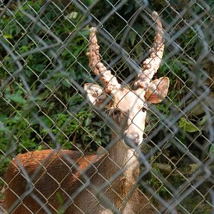 Sambar deer - Salvador zoo (PZGV)