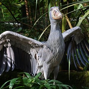 Shoebill (Balaeniceps rex)
