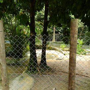 Broad-snouted caiman exhibit - Salvador zoo (PZGV)