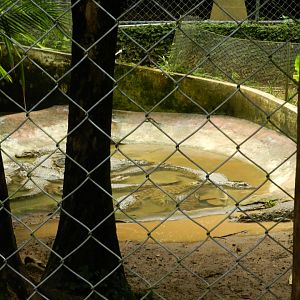 Broad-snouted caimans - Salvador zoo (PZGV)
