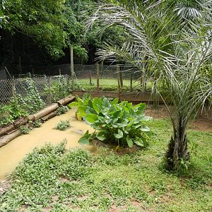 Broad-snouted caiman exhibit - Salvador zoo (PZGV)