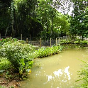 Black caiman exhibit - Salvador zoo (PZGV)