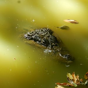 Black caiman - Salvador zoo (PZGV)