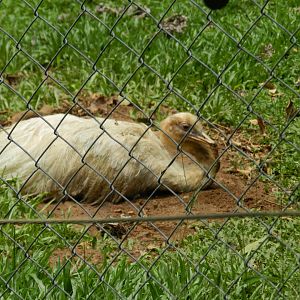 White rhea - Salvador zoo (PZGV)