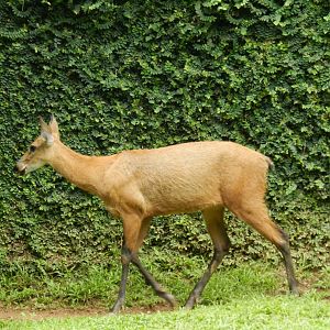 Marsh deer - Salvador zoo(PZGV)