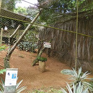 Black-chested Buzzard-eagle exhibit - Salvador zoo (PZGV)