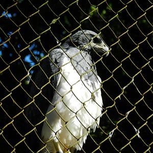 Black-chested Buzzard-eagle - Salvador zoo (PZGV)