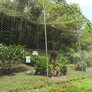 Harpy eagle exhibit - Salvador zoo (PZGV)