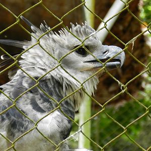Harpy eagle - Salvador zoo (PZGV)