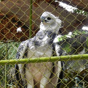 Harpy eagle - Salvador zoo (PZGV)