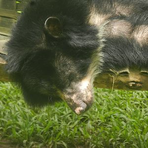 Spectacled bear - Salvador zoo (PZGV)
