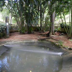 Broad-snouted Caiman exhibit - Salvador zoo (PZGV)