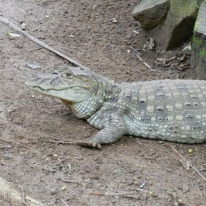 Broad-snouted caiman - Salvador zoo (PZGV)