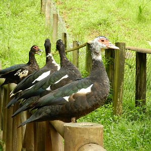 Ducks - Salvador zoo (PZGV)
