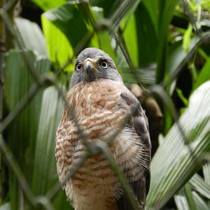 Roadside hawk - Salvador zoo (PZGV)