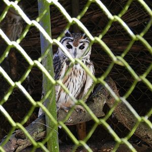 Striped owl - Salvador zoo (PZGV)