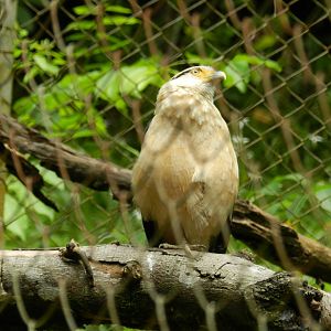 Yellow-headed caracara - Salvador zoo (PZGV)