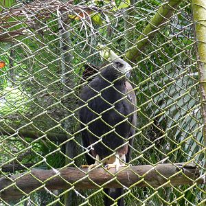 Harris hawk - Salvador zoo (PZGV)