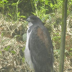 White-tailed hawk - Salvador zoo (PZGV)