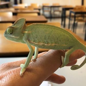 Pet chameleon ID