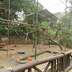 Scarlet ibis exhibit - Salvador zoo (PZGV)