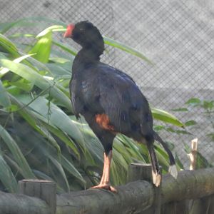 Razor-billed curassow - Salvador zoo (PZGV)