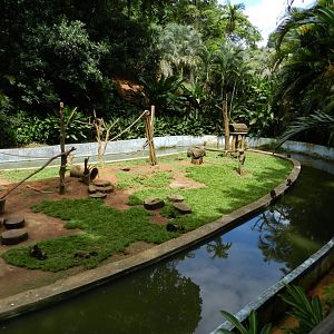 Capuchin monkey island - Salvador zoo (PZGV)