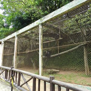 Spider monkey outdoor exhibit - Salvador zoo (PZGV)