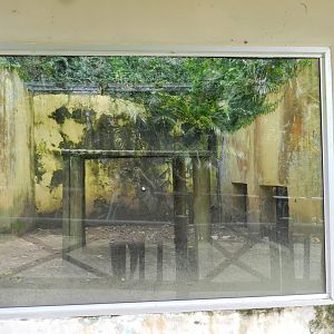 Spider monkey indoor exhibit - Salvador zoo (PZGV)