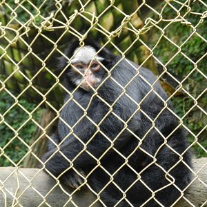 White-cheeked spider-monkey - Salvador zoo (PZGV)