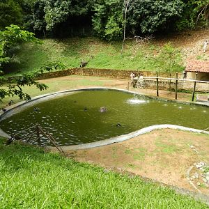 Hippo exhibit - Salvador zoo (PZGV)