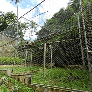 Howler monkey exhibit - Salvador zoo (PZGV)