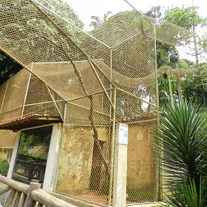 Blond capuchin monkey exhibit - Salvador zoo (PZGV)