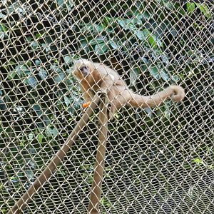 Blond capuchin monkey - Salvador zoo (PZGV)