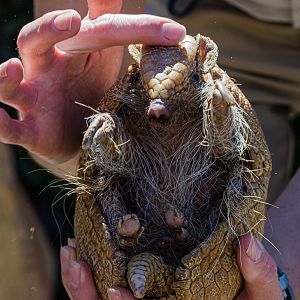 Animal Ambassador Three-banded Armadillo