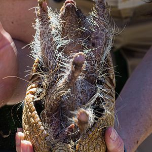Animal Ambassador Three-banded Armadillo